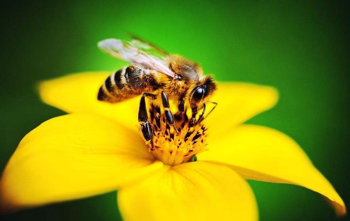 喀爾巴阡蜂引入歷史(喀爾巴阡蜂原產地) 喀爾巴阡蜂引入歷史(喀爾巴阡蜂原產地)