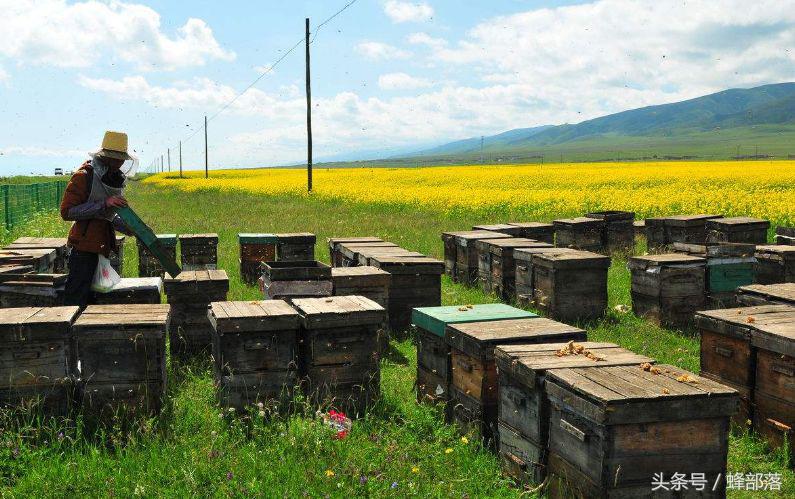 農(nóng)村養(yǎng)蜂補(bǔ)貼怎么拿？能拿到多少？