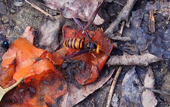 中國大虎頭蜂跟大金環胡蜂是一種嗎（中國大虎頭蜂跟大金環胡蜂有區別么？）