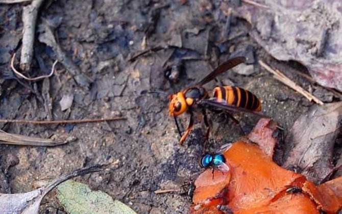 中國大虎頭蜂跟大金環胡蜂是一種嗎（中國大虎頭蜂跟大金環胡蜂有區別么？）
