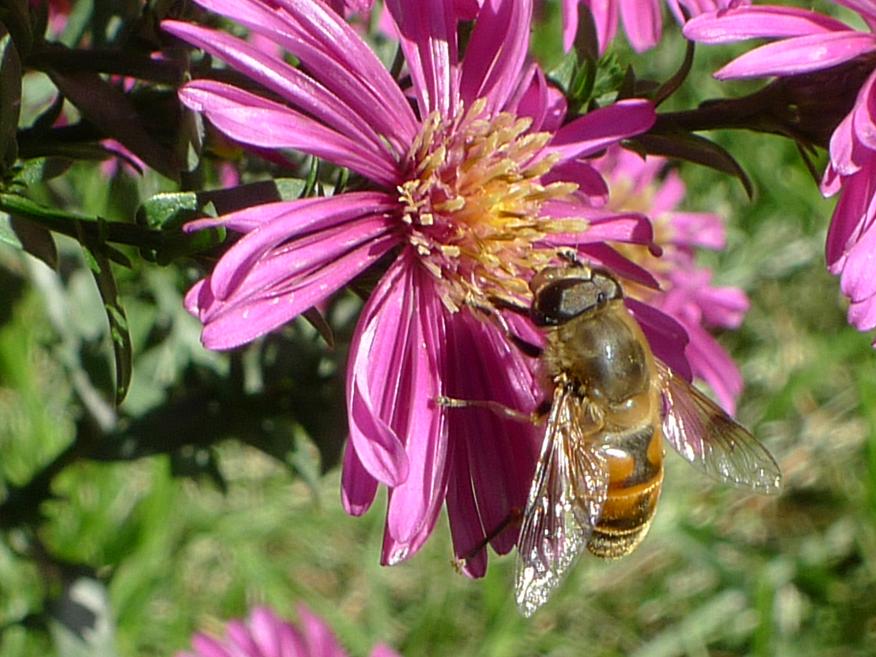 一個(gè)蜂箱有多少只蜜蜂(蜜蜂有幾萬(wàn)只) 一個(gè)蜂箱有多少只蜜蜂(蜜蜂有幾萬(wàn)只)
