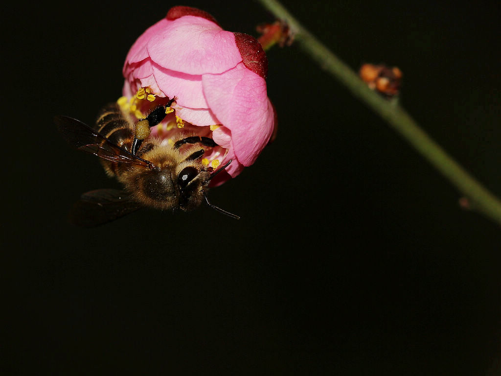 一個(gè)蜂箱有多少只蜜蜂(蜜蜂有幾萬(wàn)只) 一個(gè)蜂箱有多少只蜜蜂(蜜蜂有幾萬(wàn)只)