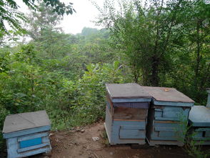中蜂場養哪兩種蜂好(中蜂養殖,哪種蜂王好) 中蜂場養哪兩種蜂好(中蜂養殖,哪種蜂王好)