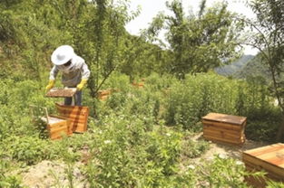 中蜂場養哪兩種蜂好(中蜂養殖,哪種蜂王好) 中蜂場養哪兩種蜂好(中蜂養殖,哪種蜂王好)