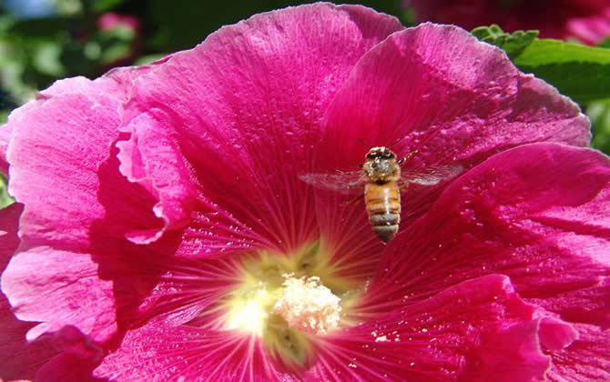 蜂群管理技術之巢門管理 蜂群管理技術之巢門管理