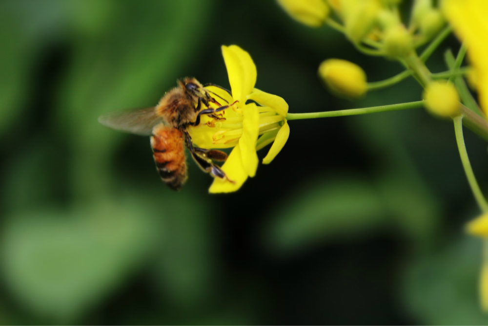 蜜蜂群的構(gòu)成以及分工(蜜蜂群體的構(gòu)成) 蜜蜂群的構(gòu)成以及分工(蜜蜂群體的構(gòu)成)