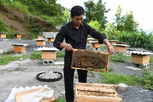 中蜂蜂場怎么防治馬蜂(中蜂防胡蜂的最佳方法) 中蜂蜂場怎么防治馬蜂(中蜂防胡蜂的最佳方法)