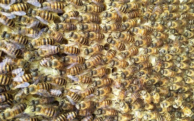 蜂群失王怎么處理（長期失王的蜂群應如何處理）