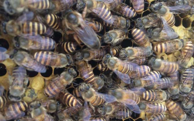 蜂群失王怎么處理（長期失王的蜂群應如何處理）