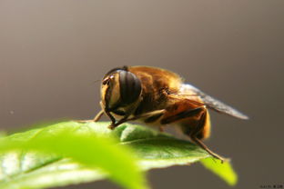 松丹一號蜂適宜溫度(論蜂群越冬) 松丹一號蜂適宜溫度(論蜂群越冬)
