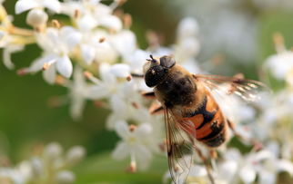 阿壩中蜂比普通中蜂要大嗎(個頭最大的中蜂品種是什么) 阿壩中蜂比普通中蜂要大嗎(個頭最大的中蜂品種是什么)