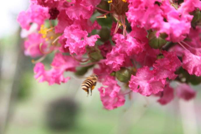 【蜜蜂知識(shí)】蜜蜂養(yǎng)殖的基礎(chǔ)知識(shí) 蜜蜂養(yǎng)殖的基礎(chǔ)知識(shí)