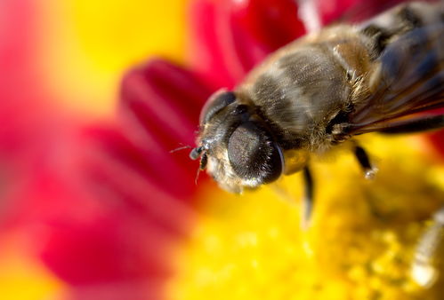 工蜂出勤率高與蜂王有關(guān)系嗎(自然分蜂后工蜂幾天出勤) 工蜂出勤率高與蜂王有關(guān)系嗎(自然分蜂后工蜂幾天出勤)