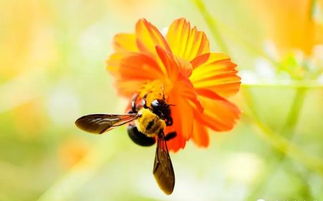 蜜蜂養殖箱的制作方法(自制蜂箱的注意事項) 蜜蜂養殖箱的制作方法(自制蜂箱的注意事項)