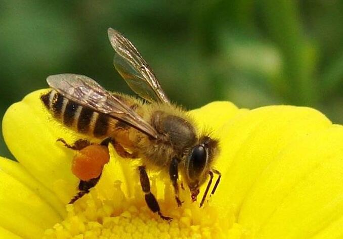 阿壩中蜂高溫下采集能力強嗎(阿壩中蜂耐高溫嗎) 阿壩中蜂高溫下采集能力強嗎(阿壩中蜂耐高溫嗎)