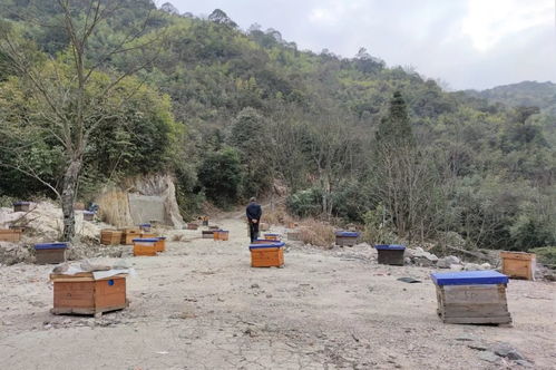 中蜂沖群的處理辦法(蜜蜂總是沖群是什么問題) 中蜂沖群的處理辦法(蜜蜂總是沖群是什么問題)