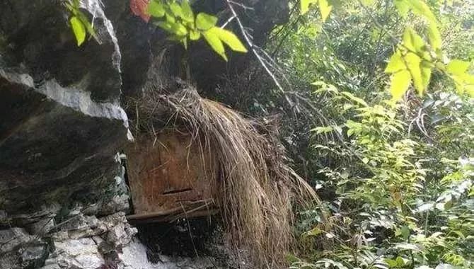 中蜂多王同巢養殖技術(中蜂多王同巢的飼養管理) 中蜂多王同巢養殖技術(中蜂多王同巢的飼養管理)