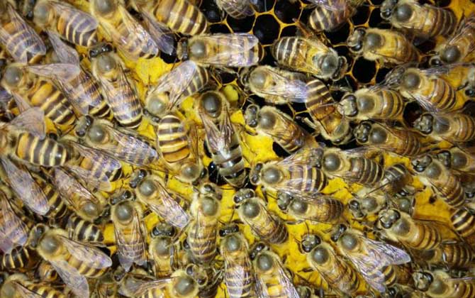 中蜂和意蜂怎么分辨區(qū)別?哪種好養(yǎng)?(教你如何區(qū)分中蜂和意蜂) 中蜂和意蜂怎么分辨區(qū)別?哪種好養(yǎng)?(教你如何區(qū)分中蜂和意蜂)