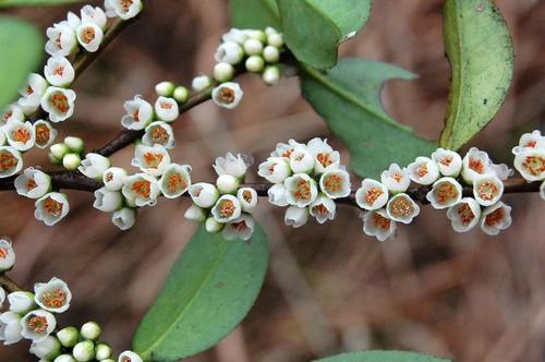 贛南地區(qū)烏桕樹什么月份開始流蜜（江西贛南主要的蜜源植物和花期介紹）