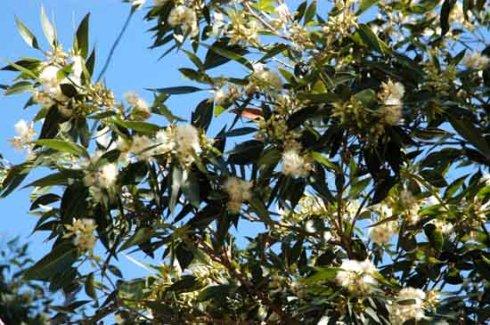 贛南地區(qū)烏桕樹什么月份開始流蜜（江西贛南主要的蜜源植物和花期介紹）