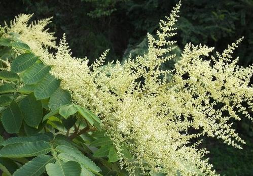 贛南地區(qū)烏桕樹什么月份開始流蜜（江西贛南主要的蜜源植物和花期介紹）