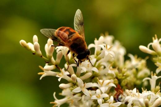 野蜜蜂怎么收回家(野外抓捕蜜蜂回來養的方法) 野蜜蜂怎么收回家(野外抓捕蜜蜂回來養的方法)