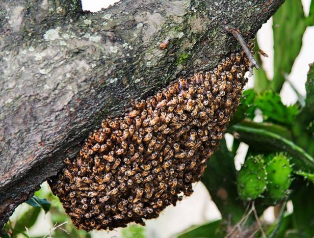 野蜜蜂怎么收回家(野外抓捕蜜蜂回來養的方法) 野蜜蜂怎么收回家(野外抓捕蜜蜂回來養的方法)