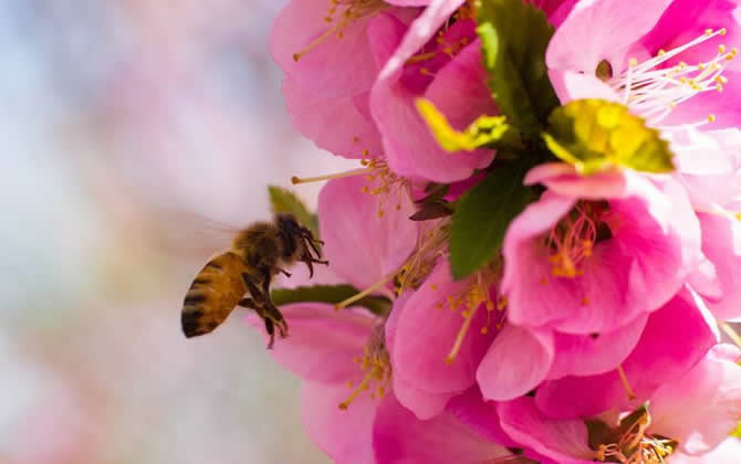 初學(xué)養(yǎng)蜂怎么選擇蜂種? 初學(xué)養(yǎng)蜂怎么選擇蜂種