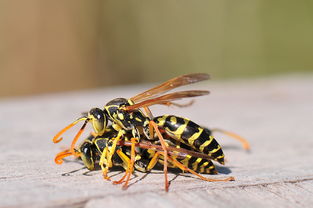 工蜂翅膀邊緣爛了是什么原因(工蜂翅膀邊緣腐爛的原因) 工蜂翅膀邊緣爛了是什么原因(工蜂翅膀邊緣腐爛的原因)