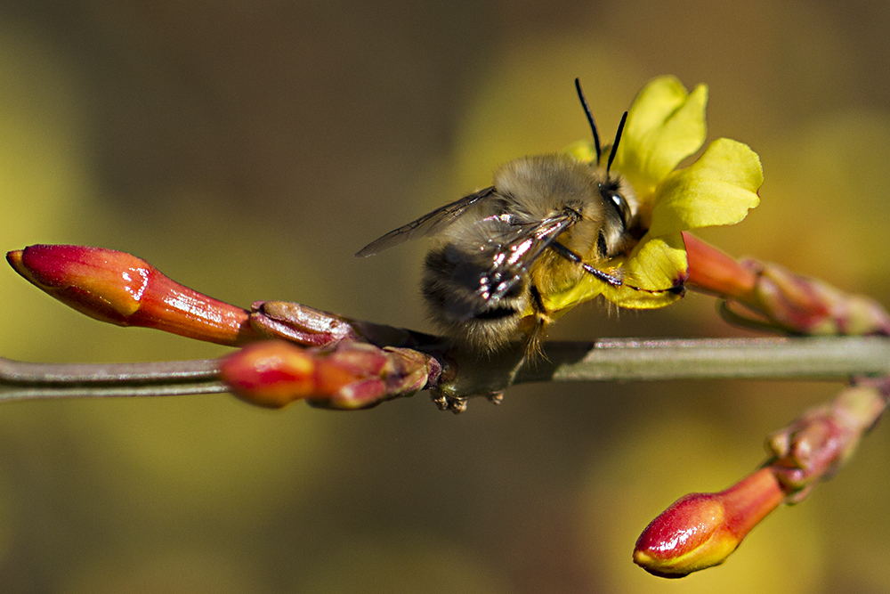 養蜜蜂的法律法規(養蜂管理辦法處理的的法律法規) 養蜜蜂的法律法規(養蜂管理辦法處理的的法律法規)
