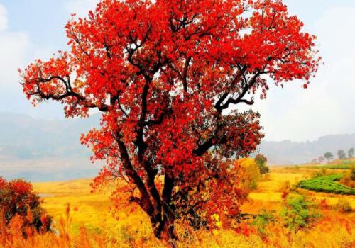 烏桕蜜樹有多少個品種（烏桕種類介紹 ）