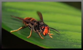 胡蜂采樹漿做什么(馬蜂啃樹漿做什么) 胡蜂采樹漿做什么(馬蜂啃樹漿做什么)