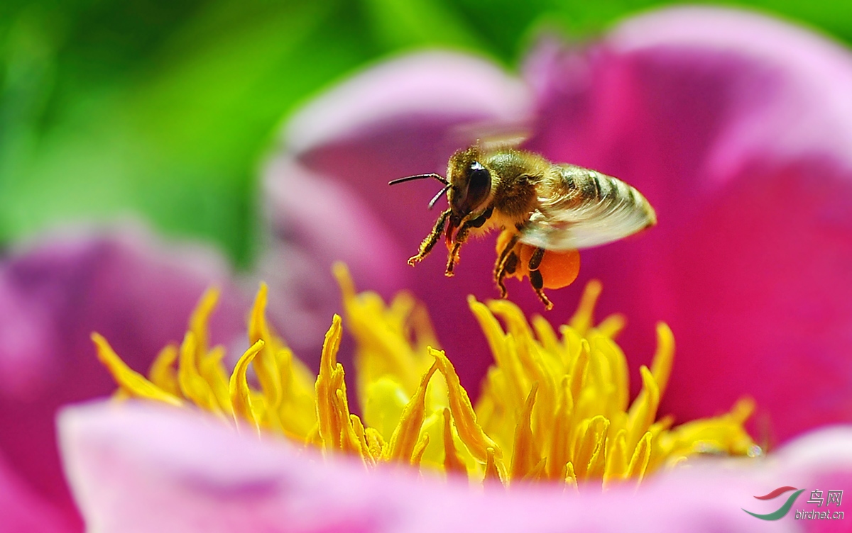 中蜜一號和松丹一號哪個好(是中蜜一號好還是松丹一號好) 中蜜一號和松丹一號哪個好(是中蜜一號好還是松丹一號好)