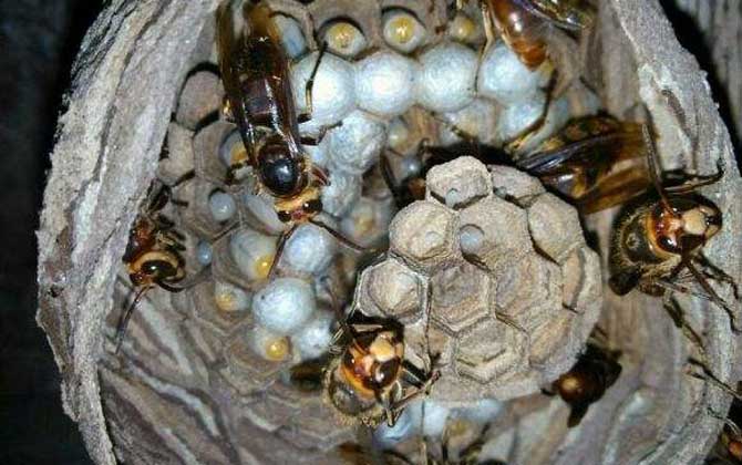 世界十大毒蜂排名(世界上最毒的蜂排名) 洞夜胡蜂