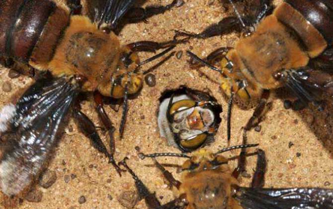 世界十大毒蜂排名(世界上最毒的蜂排名) 道森蜜蜂