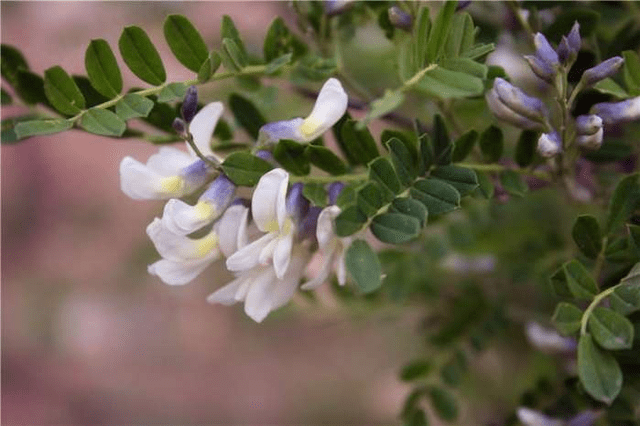 狼牙蜜的功效是什么(狼牙蜜的作用與功效及食用方法) 狼牙蜜的功效是什么(狼牙蜜的作用與功效及食用方法)