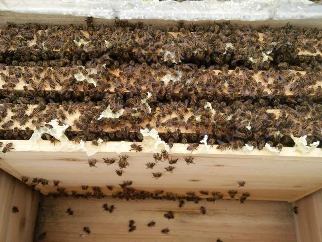 蜜蜂一年繁殖幾次(蜜蜂繁殖周期) 蜜蜂一年繁殖幾次(蜜蜂繁殖周期)