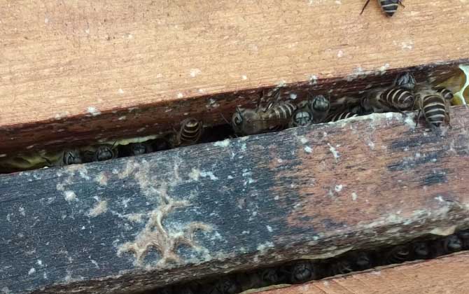 阿壩中蜂強(qiáng)群時(shí)能達(dá)到幾張碑(中蜂幾脾蜂才算是強(qiáng)群) 阿壩中蜂強(qiáng)群時(shí)能達(dá)到幾張碑(中蜂幾脾蜂才算是強(qiáng)群)