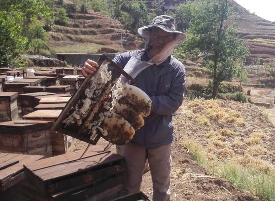 蜂箱哪里賣(哪兒可以買到養蜂的蜂箱) 蜂箱哪里賣(哪兒可以買到養蜂的蜂箱)