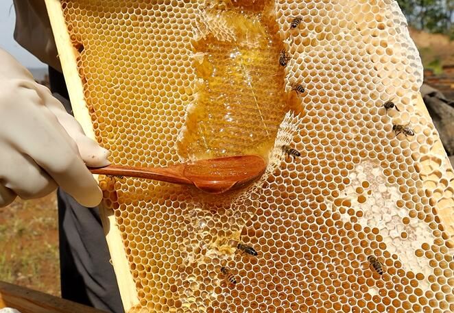 蜂箱哪里賣(哪兒可以買到養蜂的蜂箱) 蜂箱哪里賣(哪兒可以買到養蜂的蜂箱)