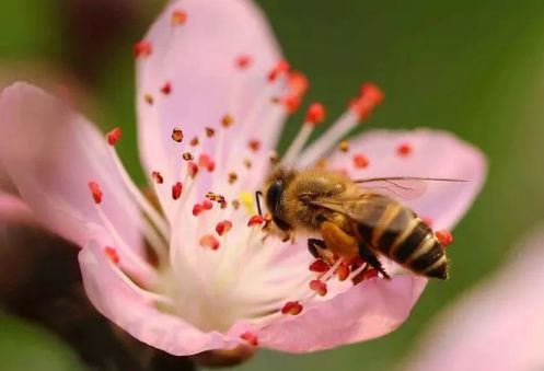 養(yǎng)中蜂的詳細技術方法要點(中蜂養(yǎng)殖發(fā)展快的技巧) 養(yǎng)中蜂的詳細技術方法要點(中蜂養(yǎng)殖發(fā)展快的技巧)