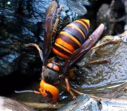 胡蜂會(huì)產(chǎn)蜂蜜嗎（胡蜂有沒(méi)有蜜）