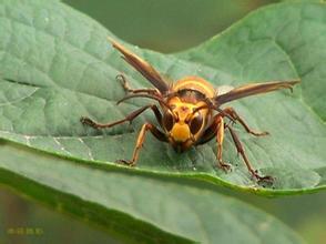 胡蜂會(huì)產(chǎn)蜂蜜嗎（胡蜂有沒(méi)有蜜）