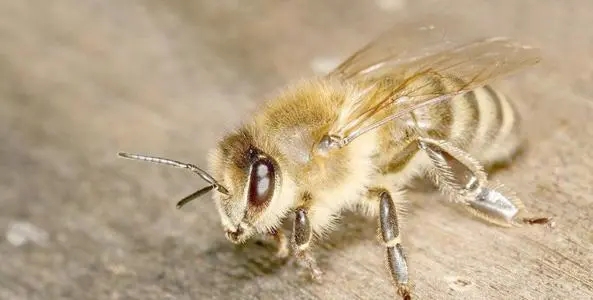 東北黑蜂的缺點(diǎn)是什么