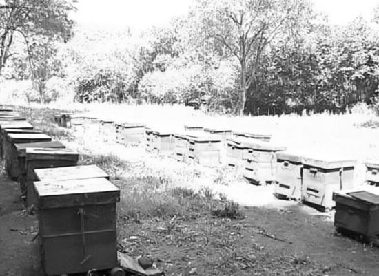 蜜蜂越冬管理技術(蜜蜂的越冬管理要點) 蜜蜂越冬管理技術(蜜蜂的越冬管理要點)