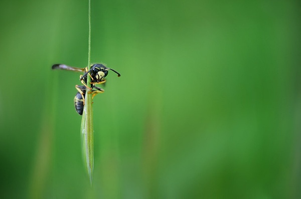 小蜂是什么品種(特別小的蜂的介紹) 小蜂是什么品種(特別小的蜂的介紹)