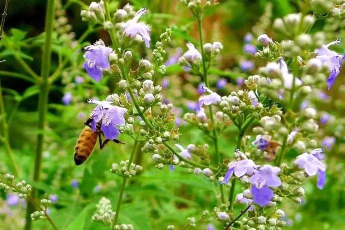 什么花流蜜最多？(盤點那些花流蜜多)