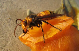 胡蜂的采食范圍有多大（胡蜂離巢多遠找吃的）