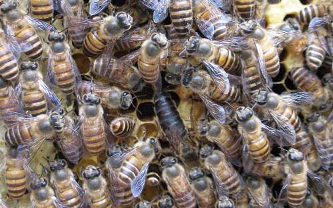 阿壩蜂王和中蜂蜂王的區別 阿壩蜂王和中蜂蜂王的區別