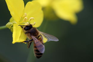 蜂群中大量工蜂死亡是什么原因(有雄蜂了為什么出現很多工蜂死亡) 蜂群中大量工蜂死亡是什么原因(有雄蜂了為什么出現很多工蜂死亡)